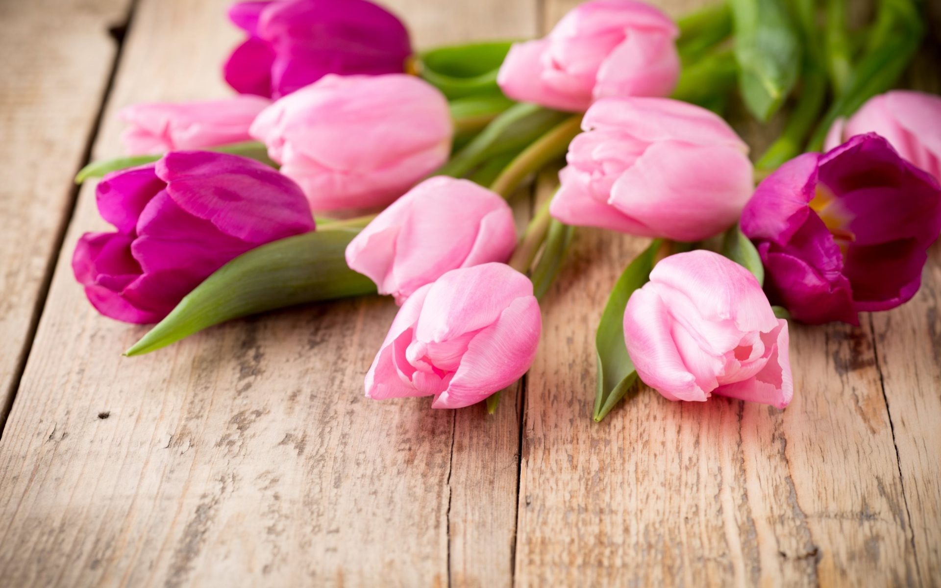 pink-tulips-spring-flowers-tulips-bouquet-purple-tulips