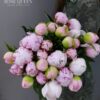 Пион Розовый